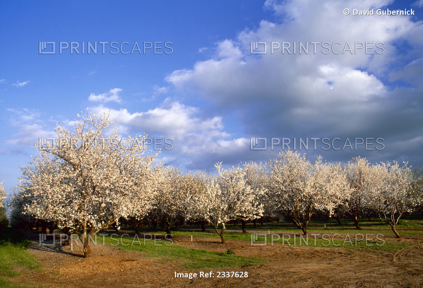 Agriculture - Almond orchard in full bloom / Gustine, California, USA.