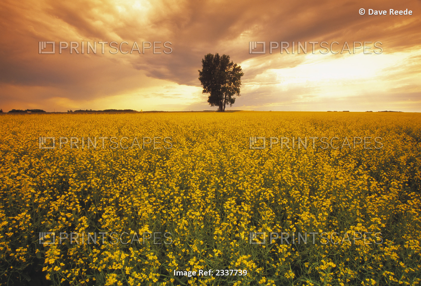 Agriculture - A field of mid growth canola in full bloom at sunset with a lone ...