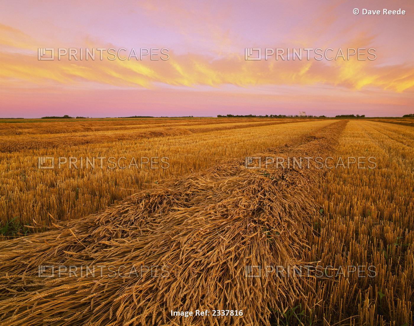 Agriculture - Rows of mature swathed Spring wheat, drying for harvest at sunset ...