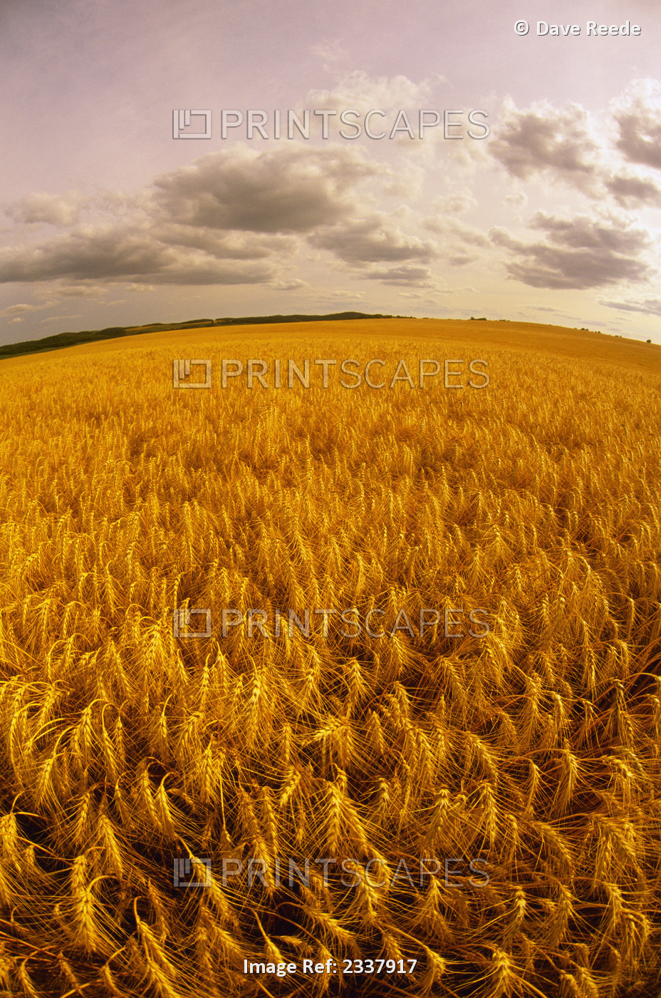 Agriculture - Fisheye view of a field of mature, harvest ready winter wheat in ...