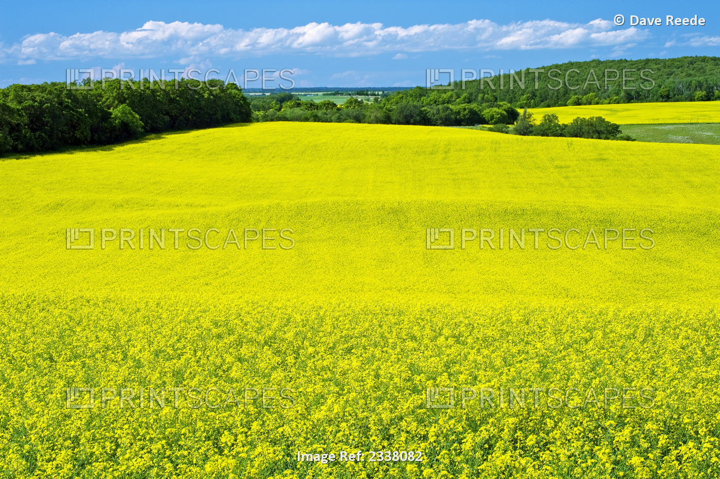 Agriculture - Rolling bloom stage mid growth canola field / Tiger Hills, ...