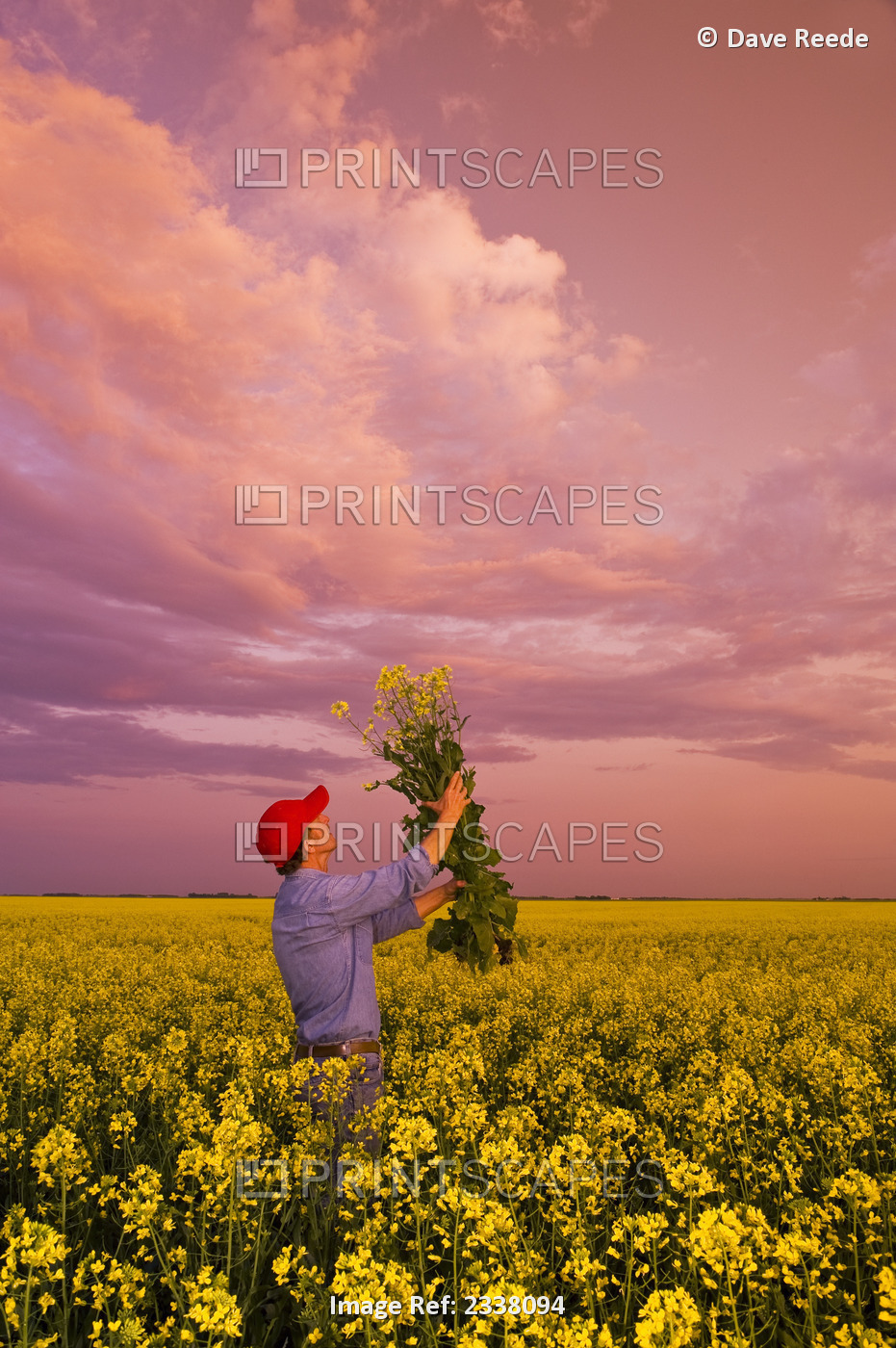 Agriculture - A farmer inspects his bloom stage canola (rapeseed) crop at ...