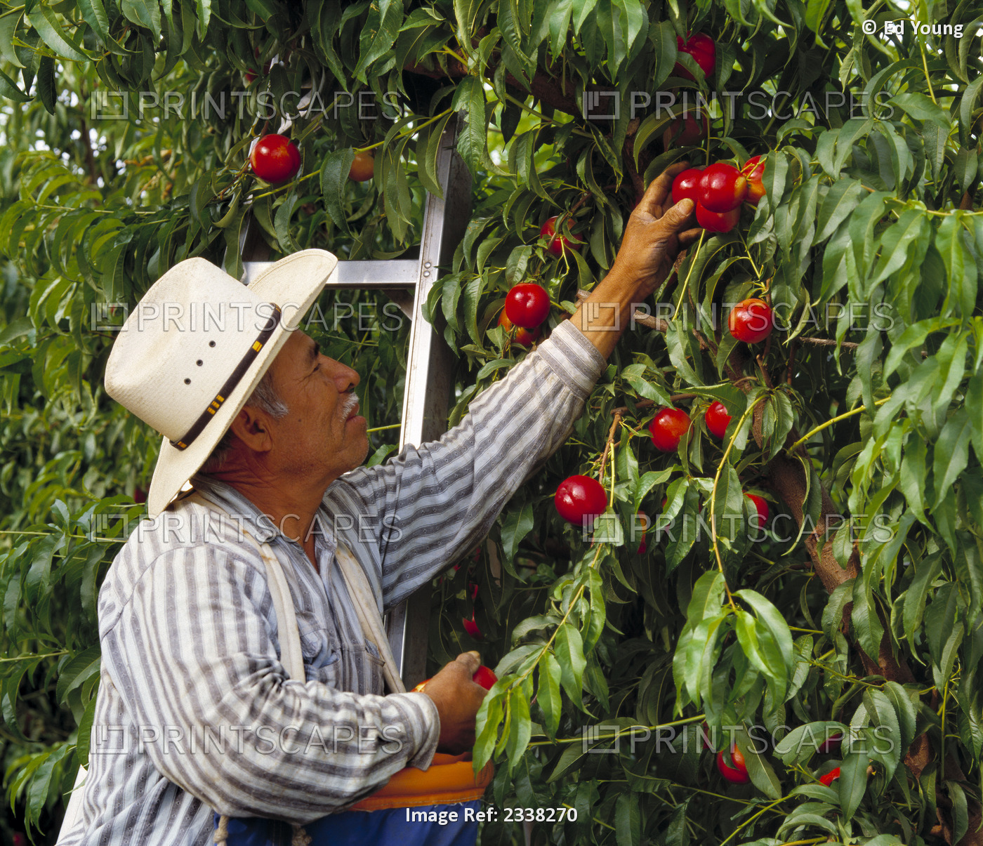 Agriculture - Field Worker Harvesting Nectarines / Fresno County, California, ...