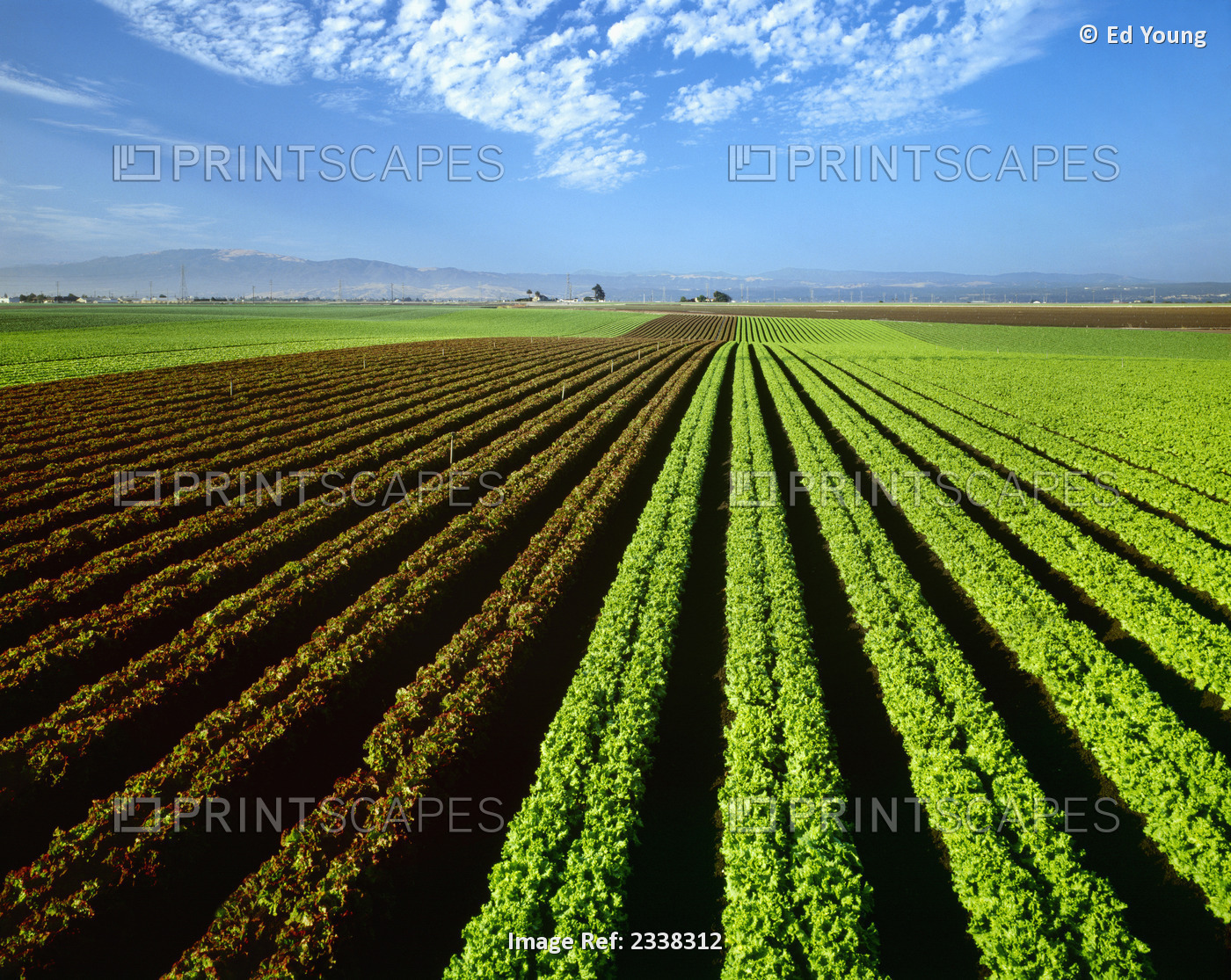 Agriculture - Field Of Mature Red And Green Leaf Lettuce / Salinas, California, ...