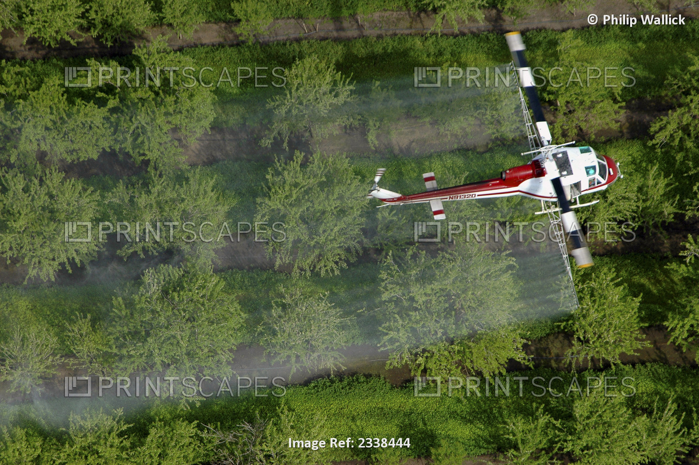 Agriculture - Aerial chemical application by helicopter of an almond orchard in ...
