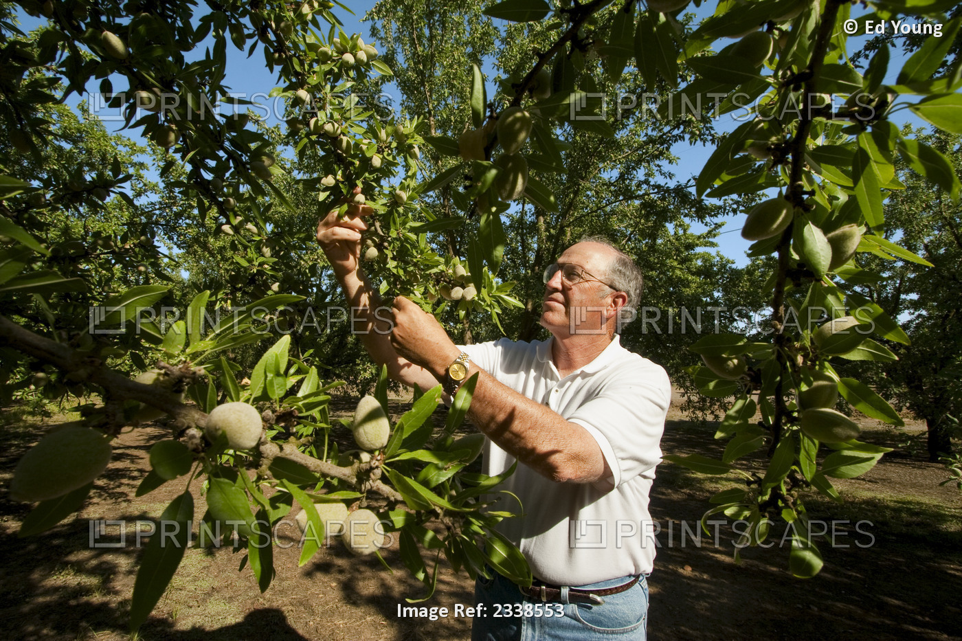 Agriculture - An almond grower inspects his mid season almond crop / near ...