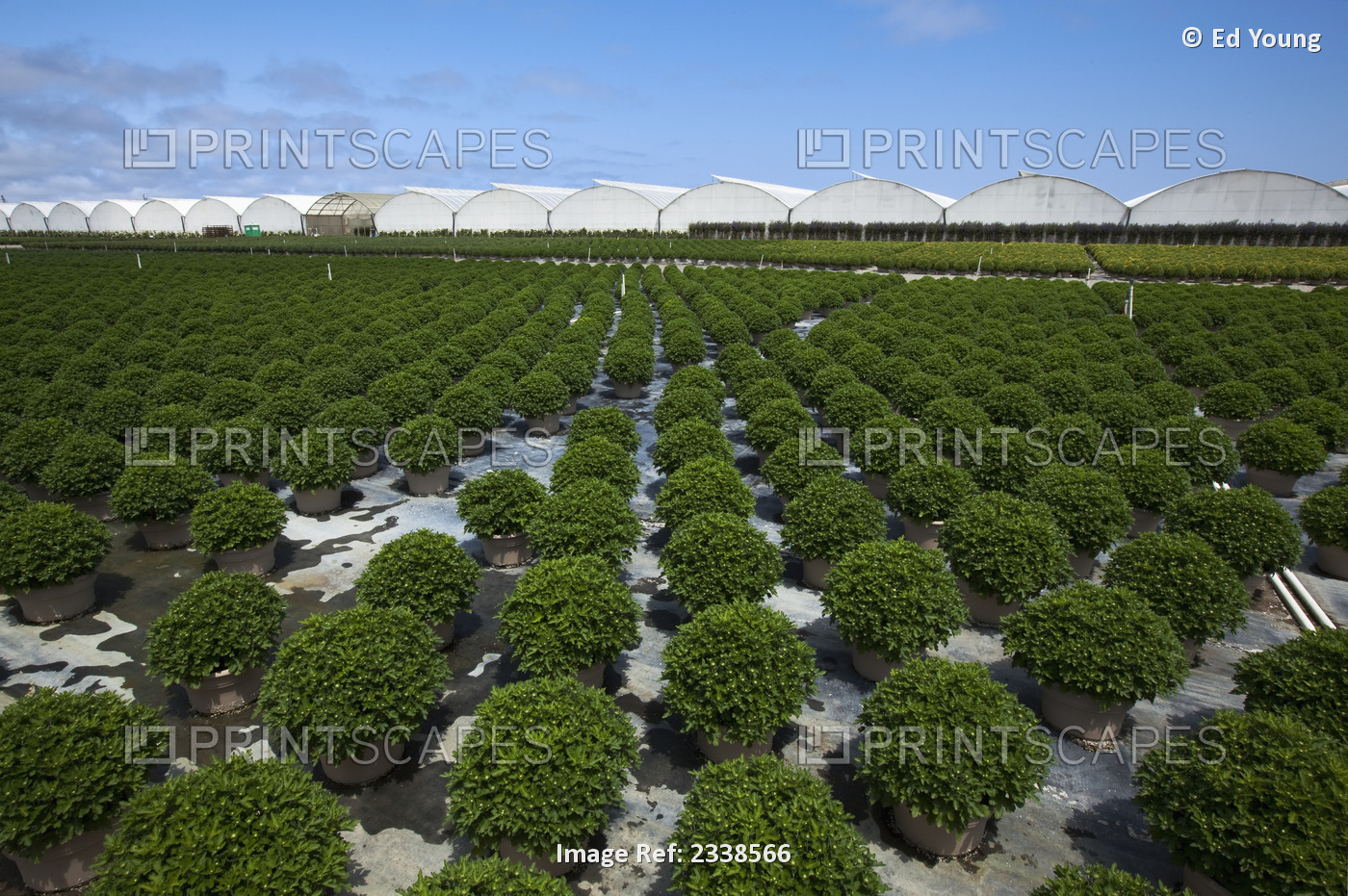 Agriculture - Potted ornamentals, bedding plants and shrubs at a horticultural ...