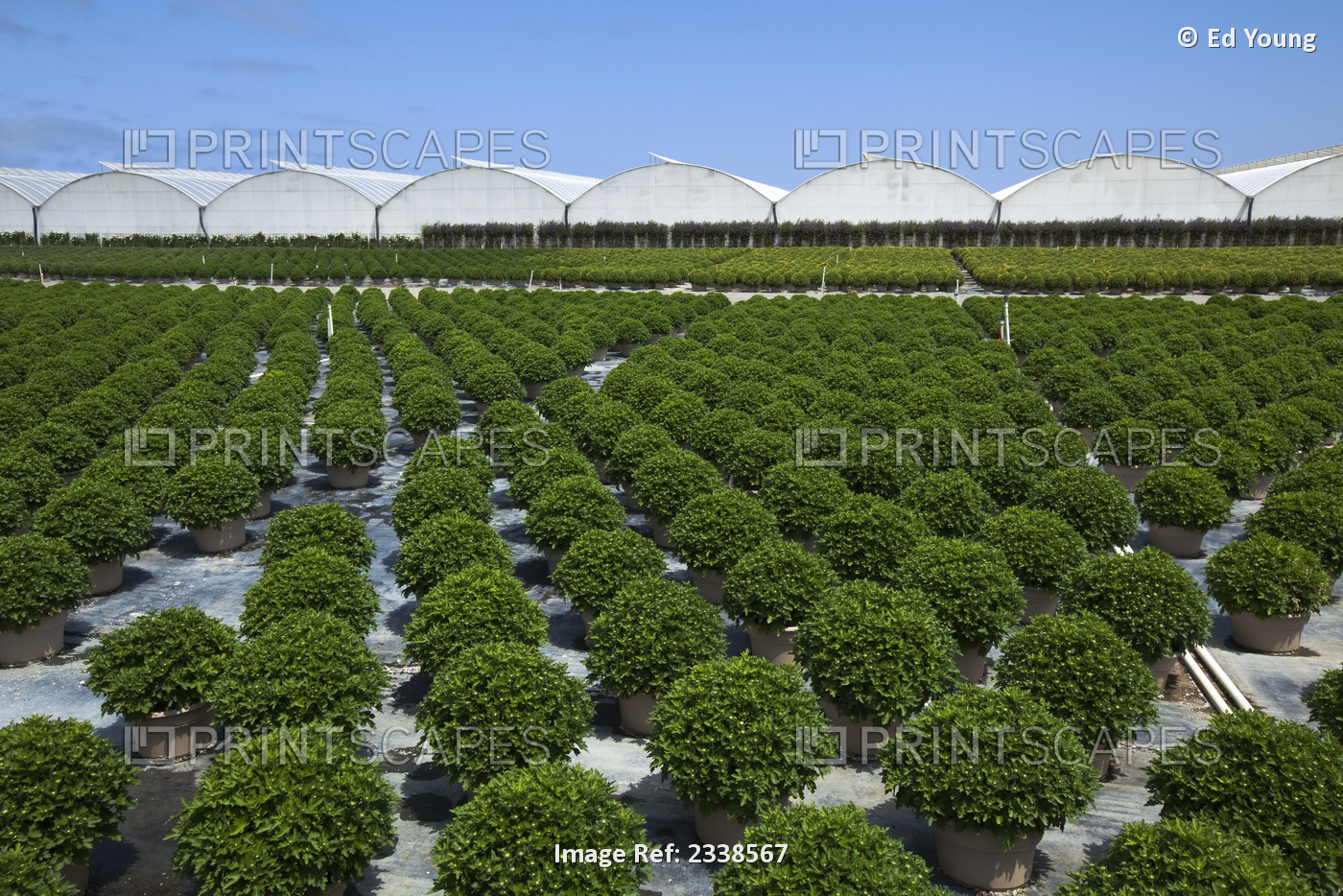 Agriculture - Potted ornamentals, bedding plants and shrubs at a horticultural ...