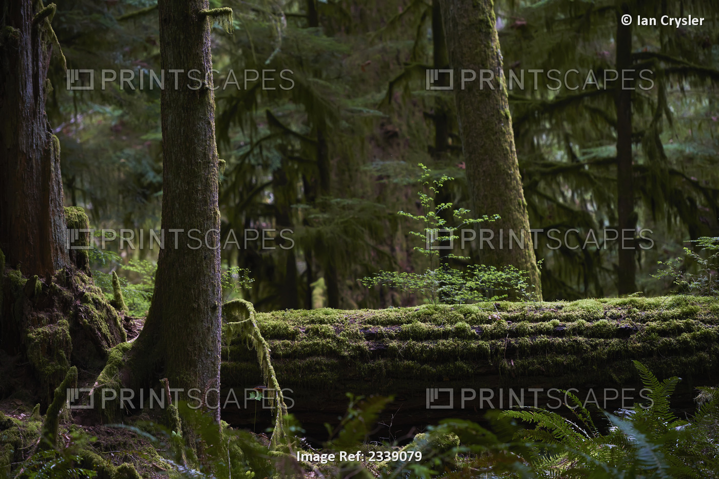 Old growth forest; British columbia canada