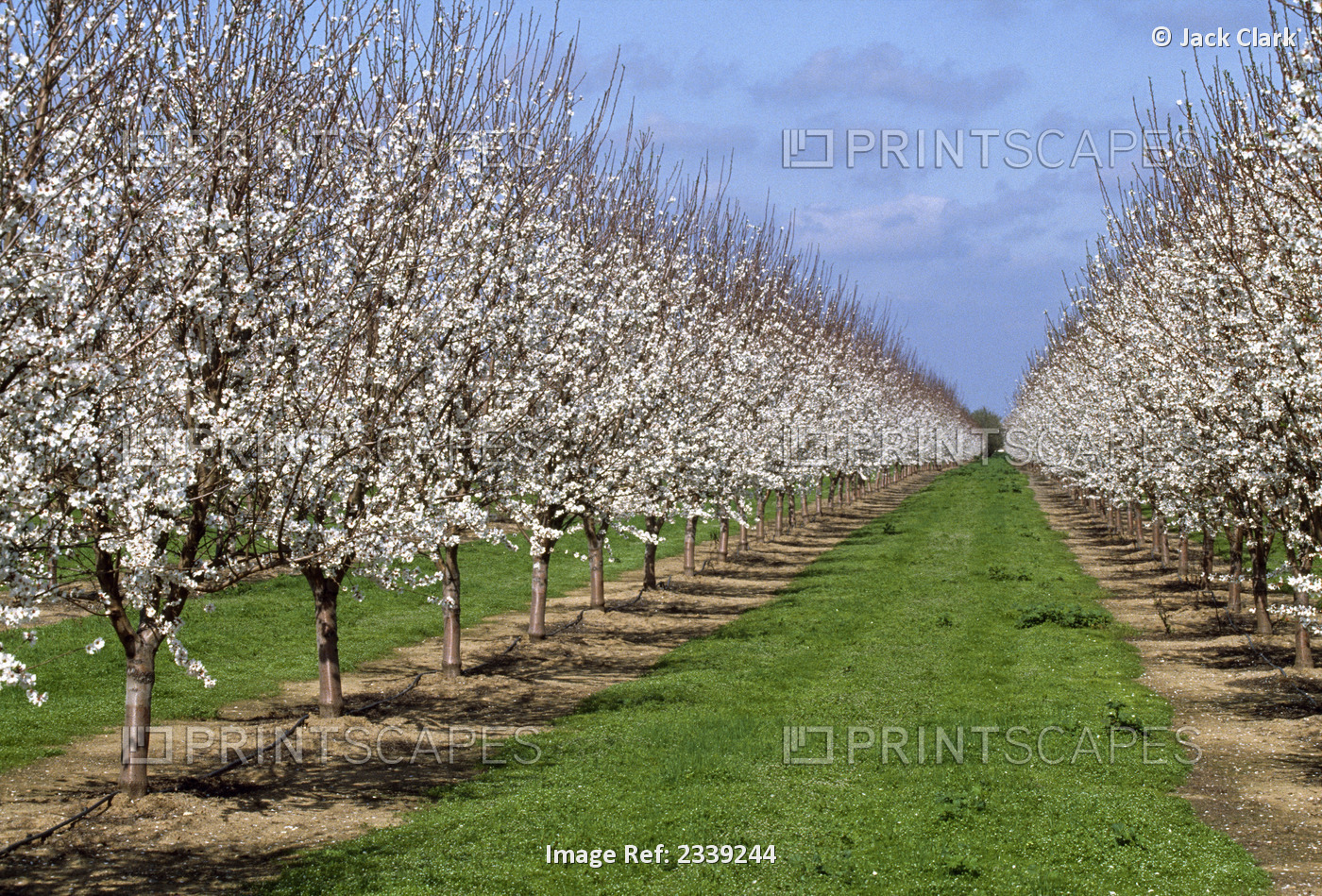 Agriculture - Almond orchard in full bloom / California, USA.