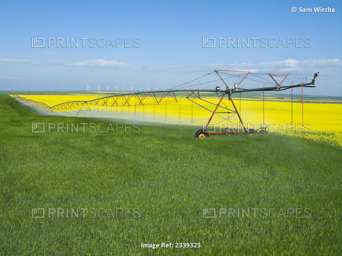 Agriculture - A center pivot irrigation system crossing from a blooming canola ...