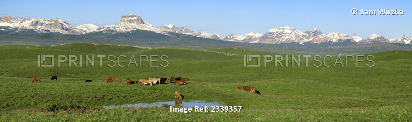 Livestock - Mixed breeds of beef cows and calves assemble beside a pond after ...