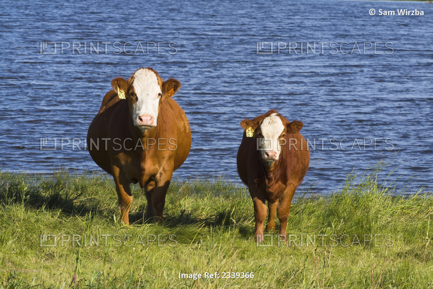 Livestock - Red white-faced beef cow and calf on native prairie along the edge ...