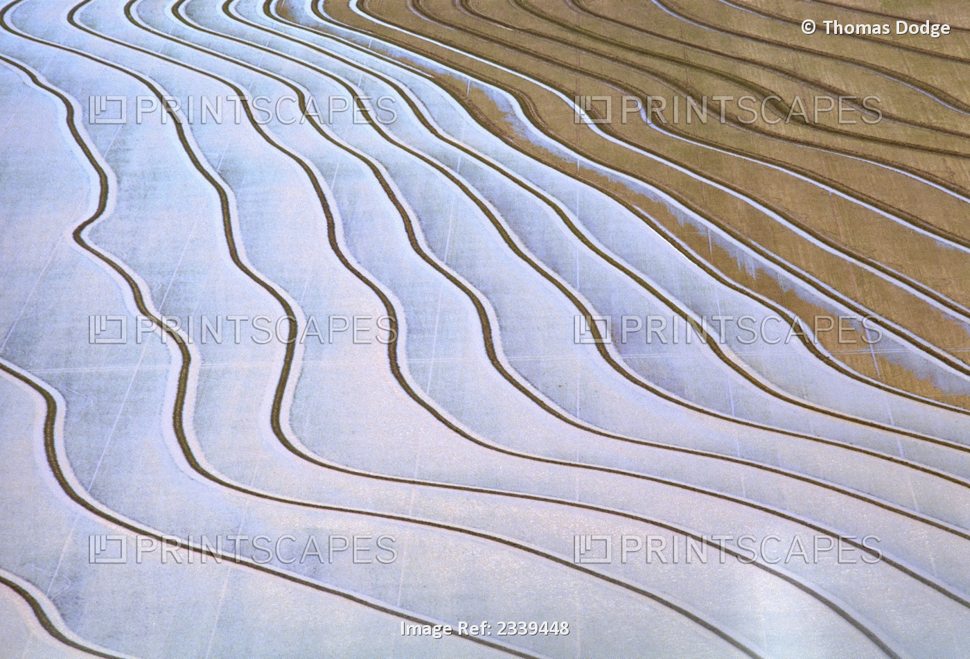 Agriculture - Aerial, flooded rice fields / Stuttgart, Arkansas, USA.
