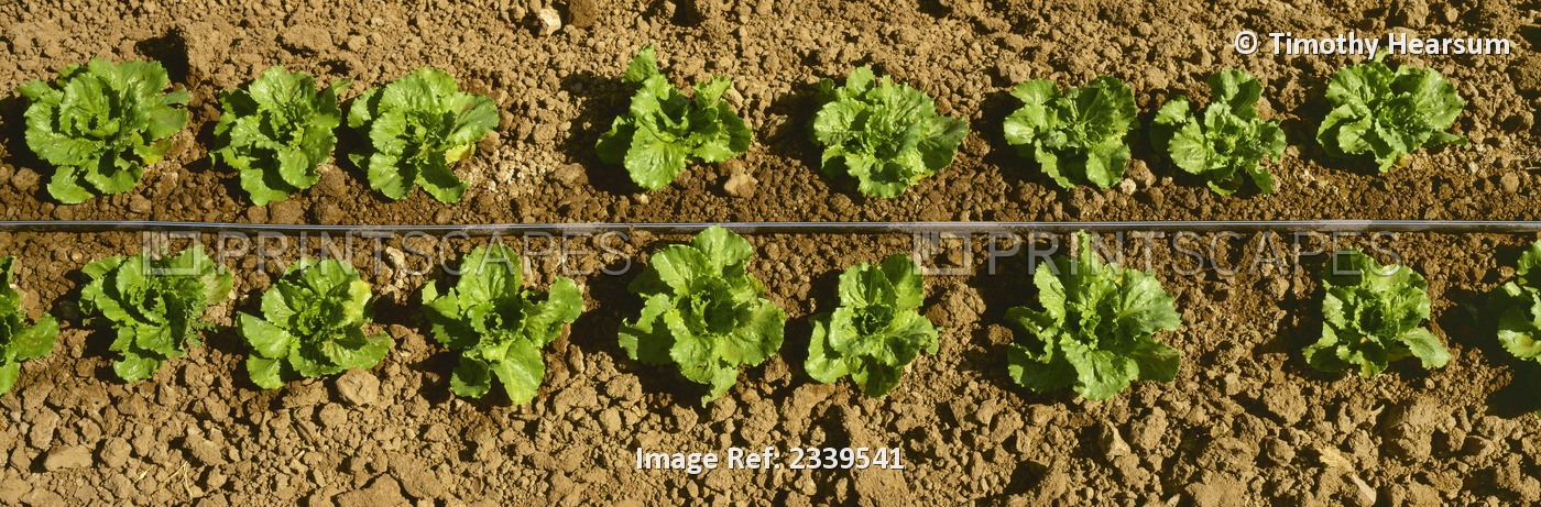 Agriculture - Closeup Of Two Rows Of Mid Growth Iceberg Lettuce In The Field ...