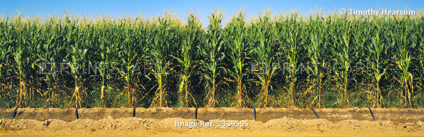 Agriculture - Side view of a stand of mid growth grain corn plants being ...