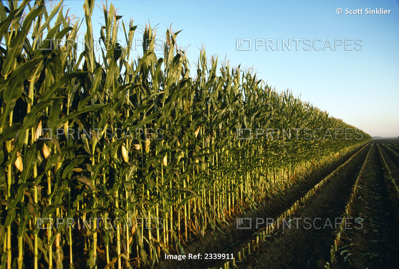 Agriculture - Silage corn ready for harvest / Iowa, USA.