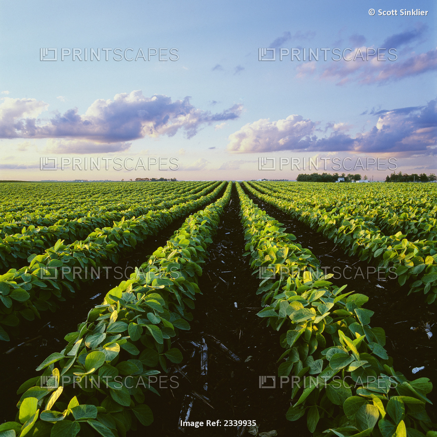 Agriculture - Early growth minimum tillage soybean field at sunset, showing ...