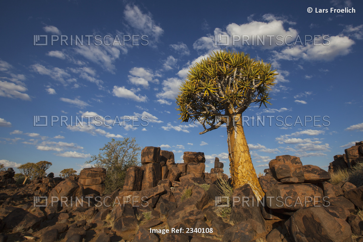 Quiver Tree With Cirrocumulus Floccus Warm In Orange; Namibia