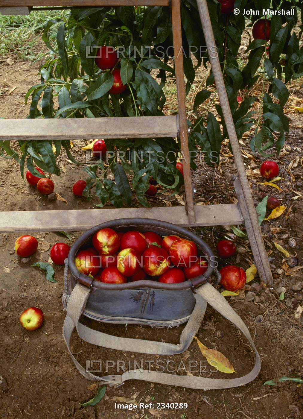 Agriculture - Red Supreme Nectarines in a picking bucket with tree branch and ...