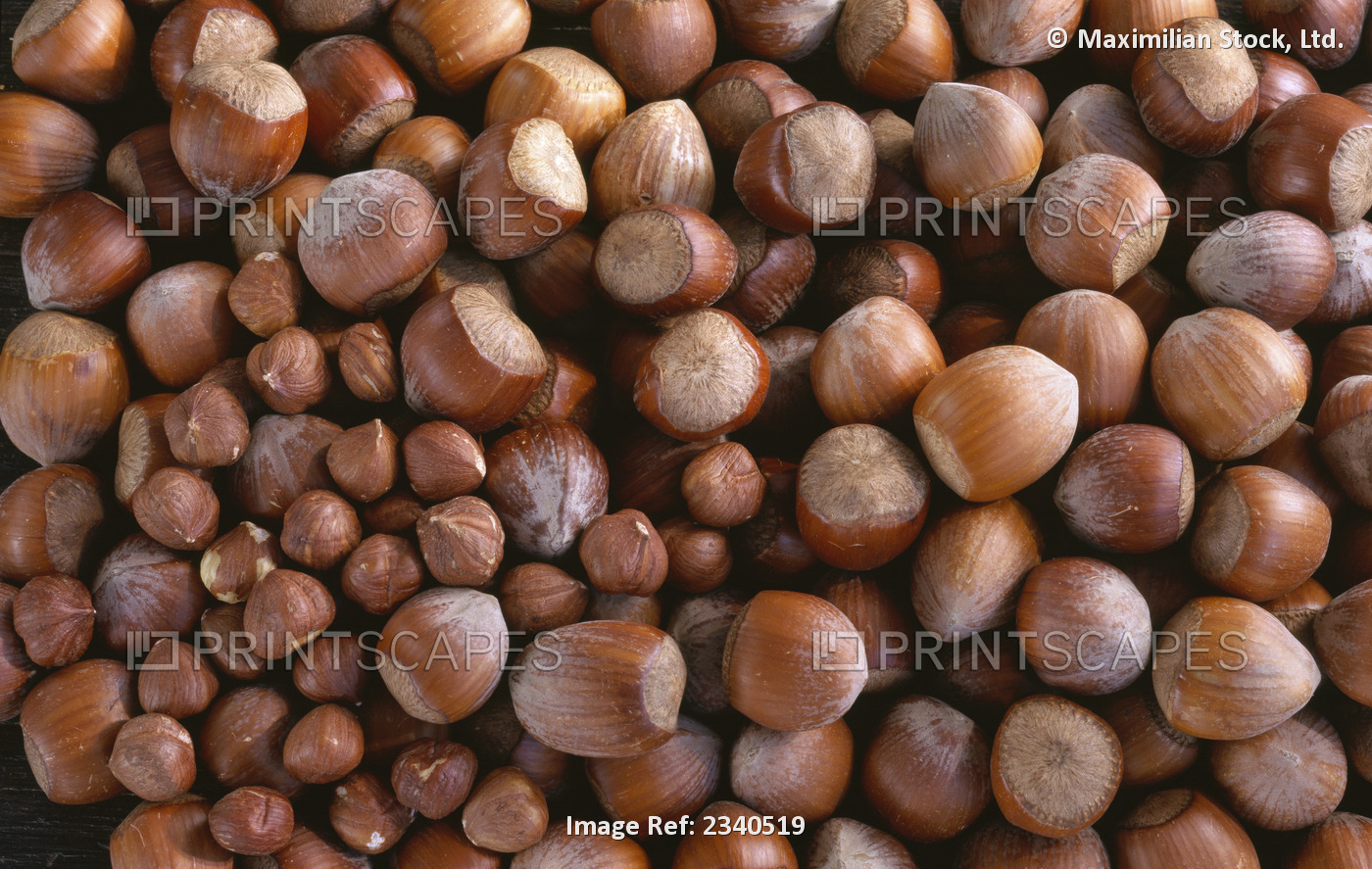 Agriculture - Hazelnuts, shelled and unshelled; studio.