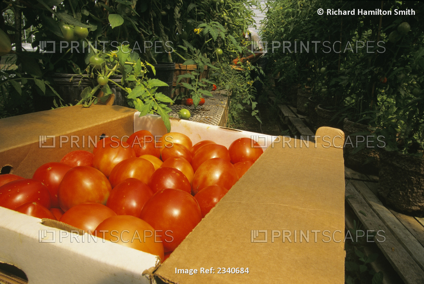 Agriculture - A box of freshly harvested organic fresh market tomatoes at a ...