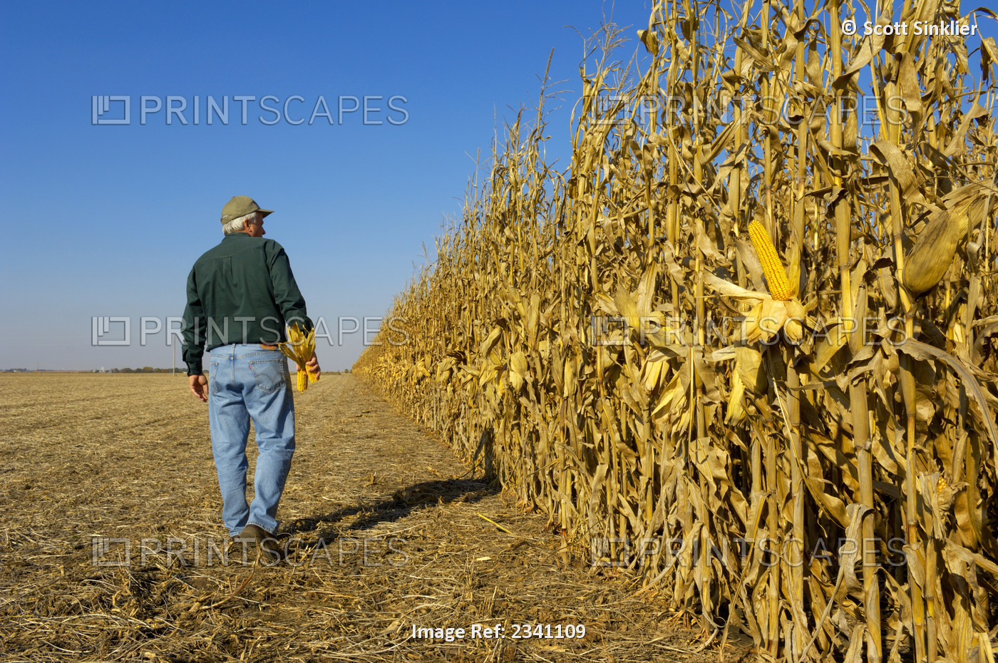 Agriculture - A farmer walks along the edge of his mature grain corn crop in ...