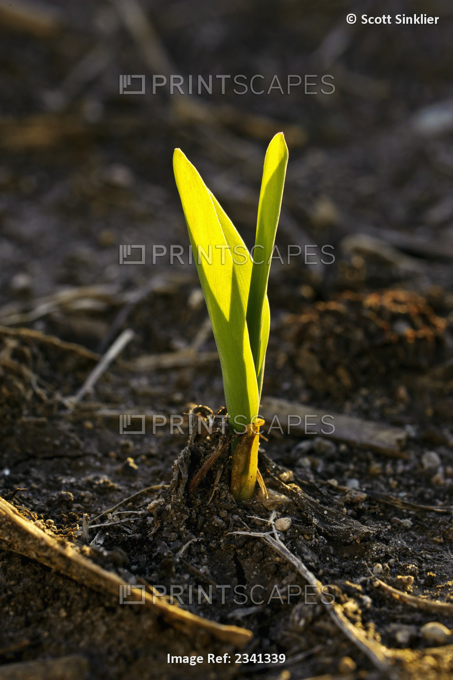 Agriculture - A grain corn seedling emerges from the soil shortly after spring ...