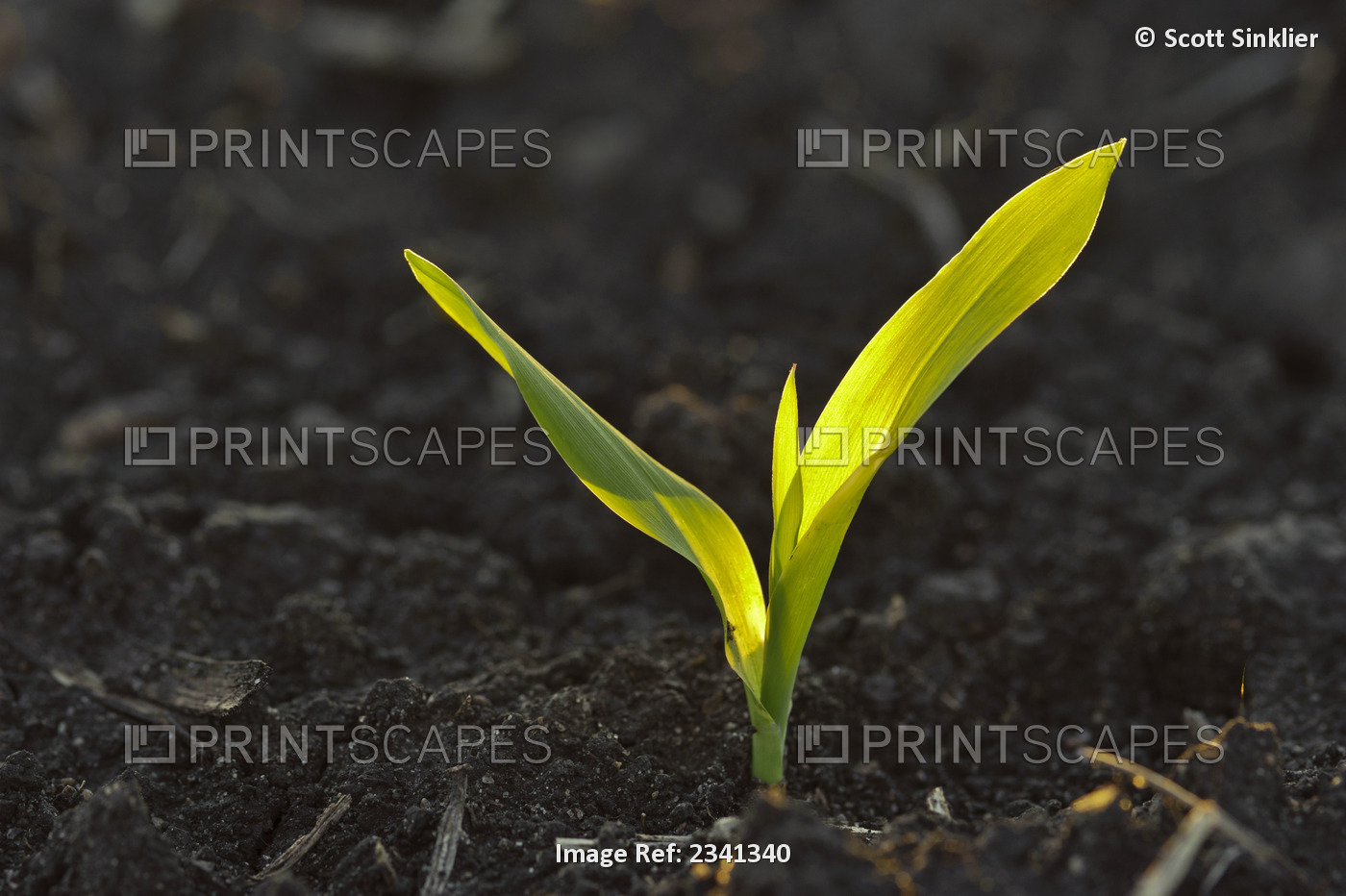 Agriculture - A grain corn seedling emerges from the soil shortly after spring ...