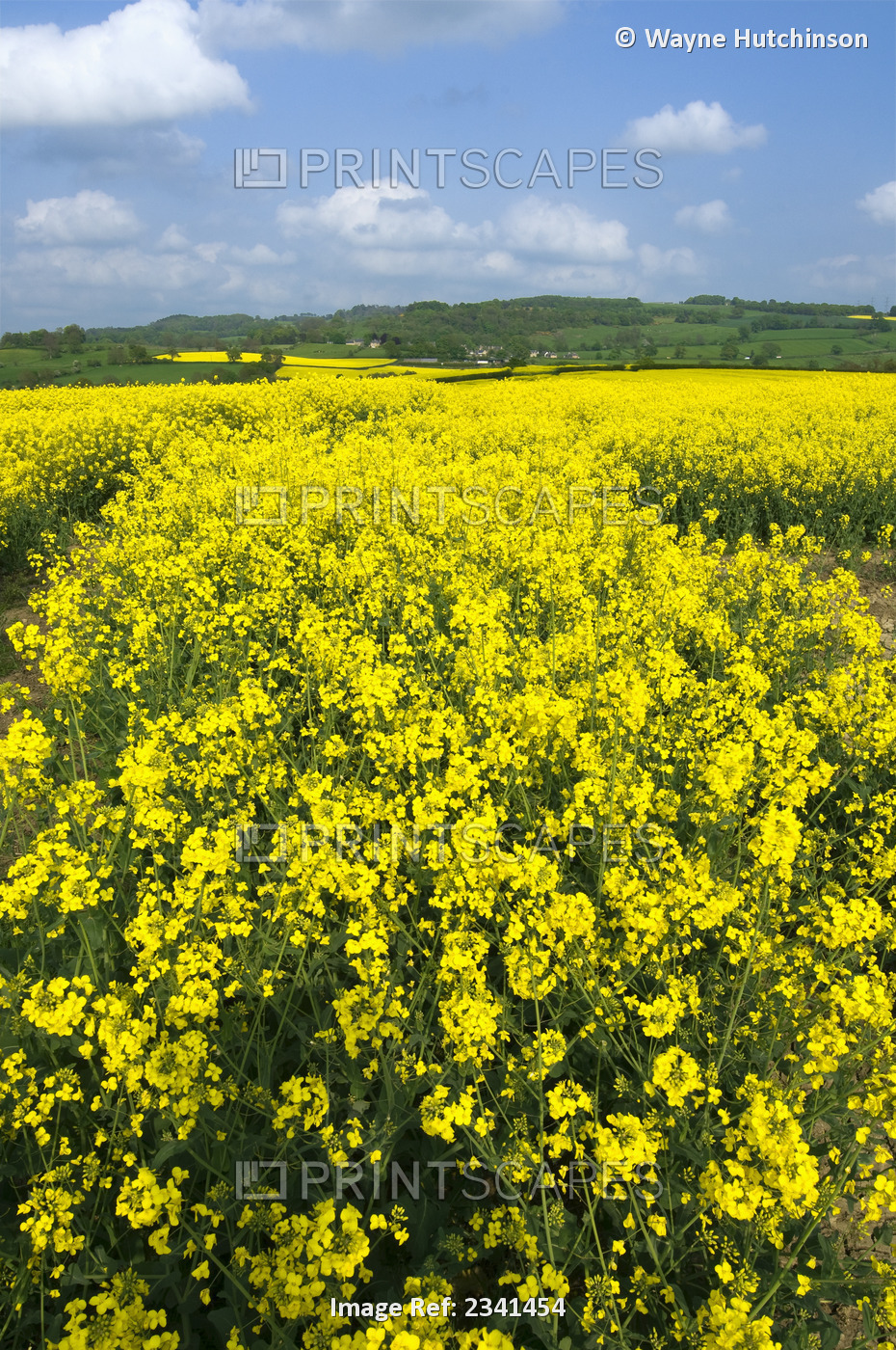 Agriculture - Sloping field of canola (rape seed) in full bloom. Canola seed is ...