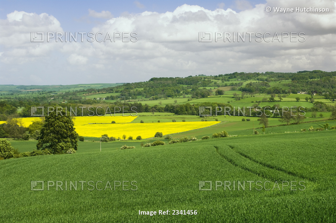Agriculture - View over the Tyne Valley in late Spring with crops of early ...