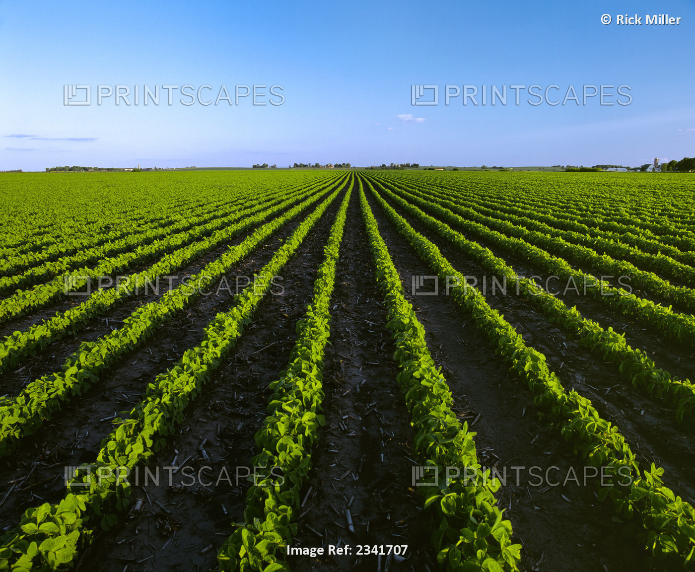 Agriculture - Field of early growth soybeans in late afternoon light with ...