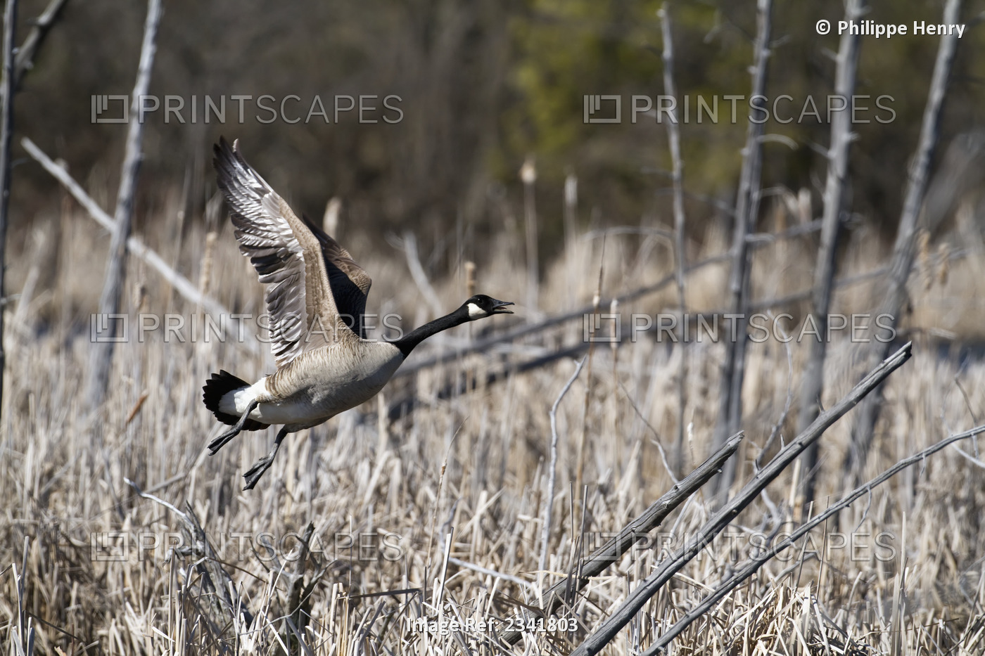 Canada goose (branta canadensis) in flight; Quebec canada
