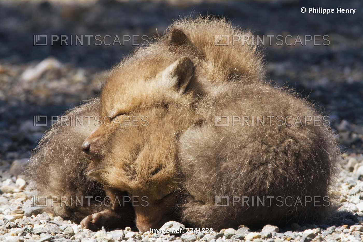 Red fox (vulpes vulpes) cubs cuddling on a forest road to heat up in gaspesie ...