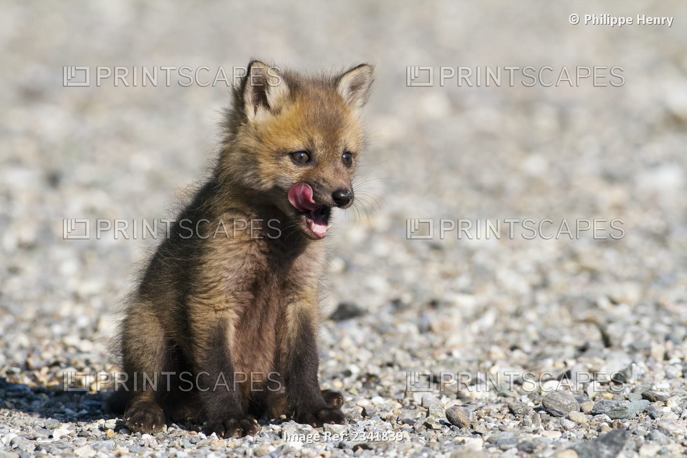 Red fox (vulpes vulpes) cub standing on a forest road to warm up in gaspesie ...