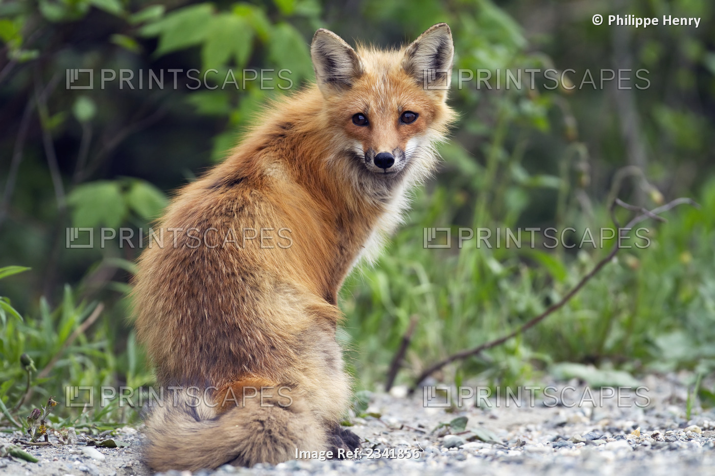 Red fox (vulpes vulpes) female standing on a forest road close to her den in ...