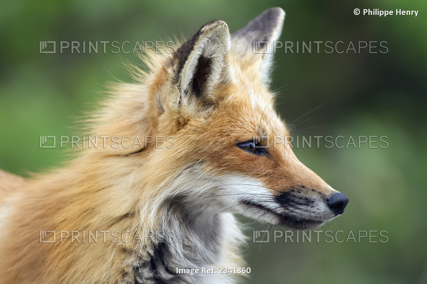Close up of a red fox (vulpes vulpes) female standing on a forest road close to ...