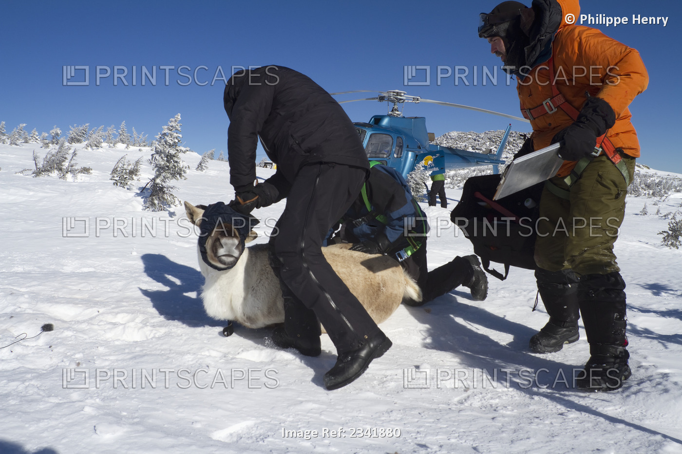 Fitting A Caribou With A Satellite Collar For A Conservation Project In ...