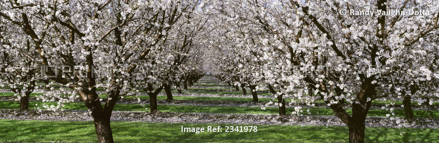 Agriculture - Almond Orchard, Looking Down Between Rows Of Almond Trees In Full ...