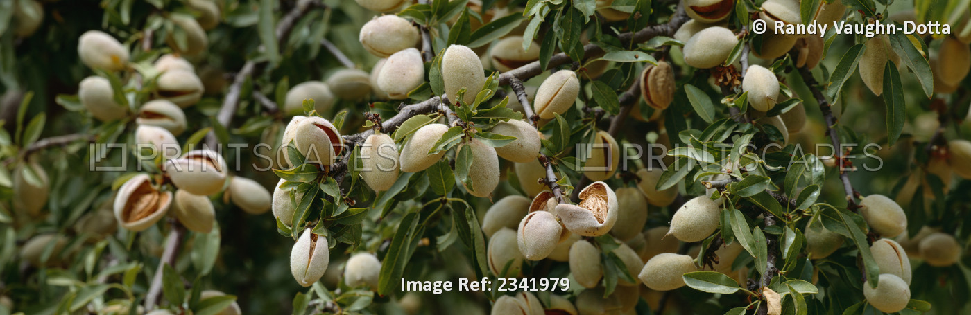 Agriculture - Closeup Of Mature Almonds With Hulls Cracked Open And Ready For ...