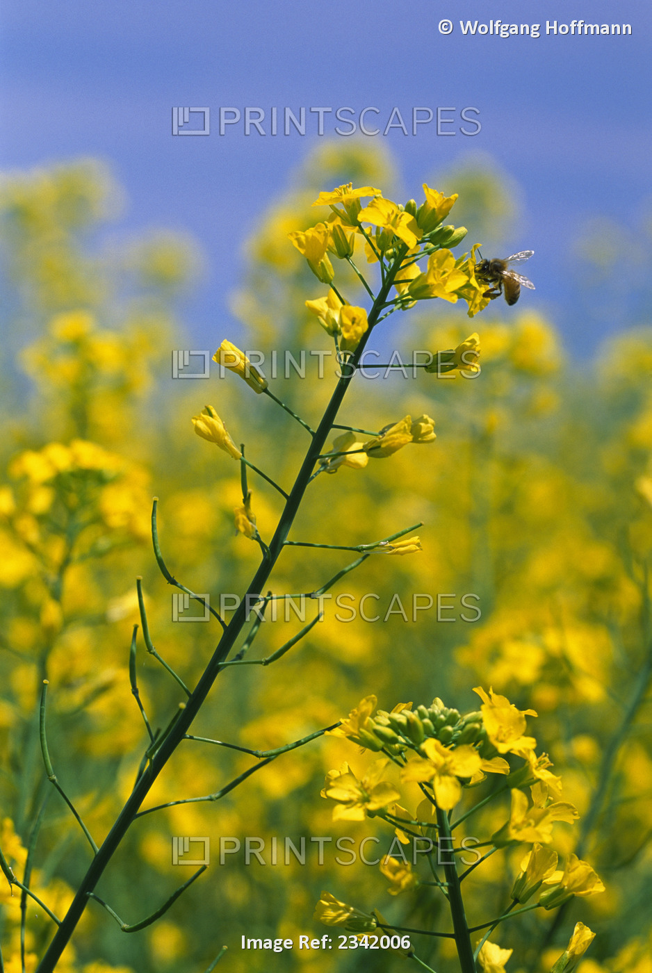 Agriculture - Closeup of a canola (rape seed) blossom with a honey bee ...