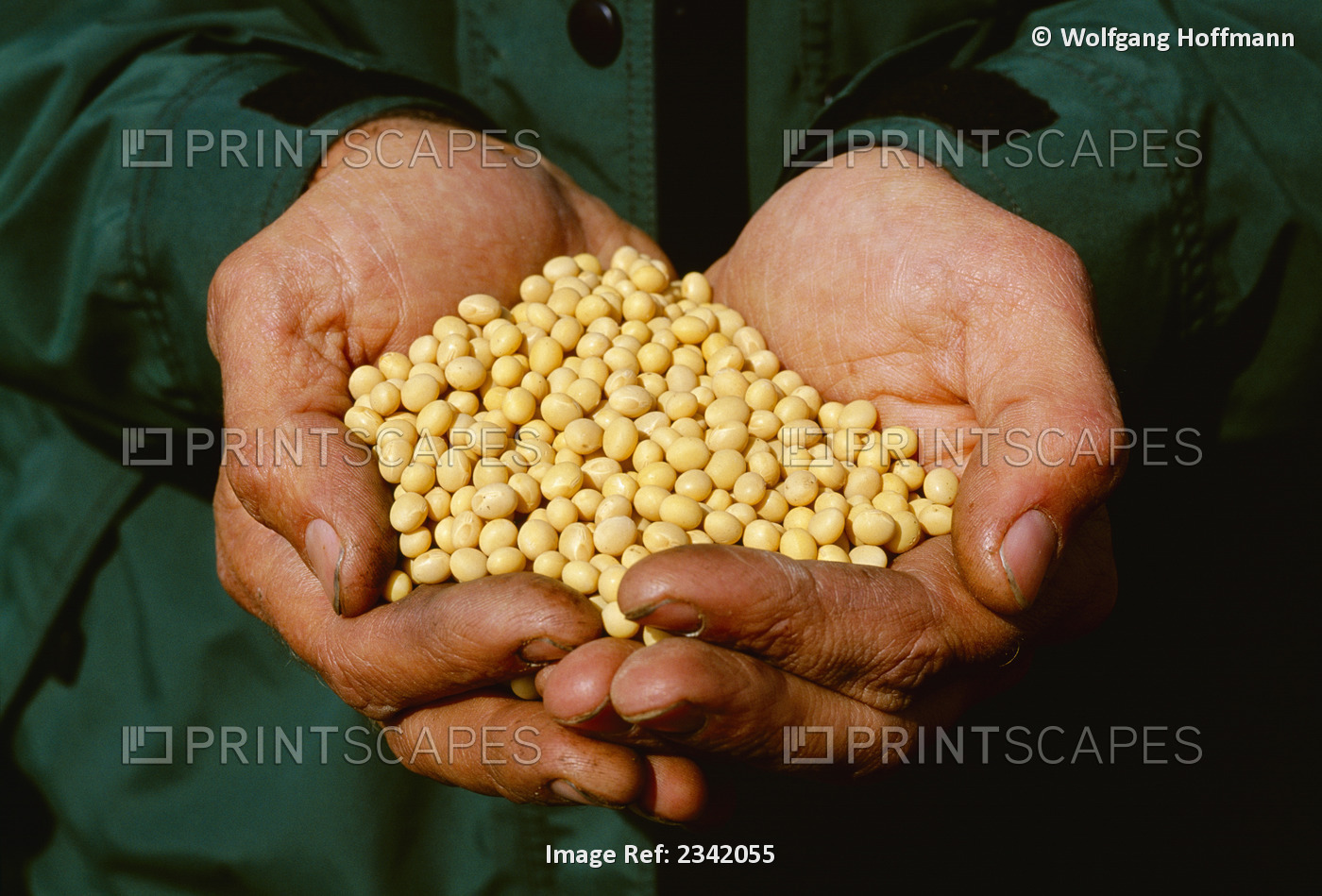 Agriculture - A farmer's hands hold harvested soybeans / Wisconsin, USA.
