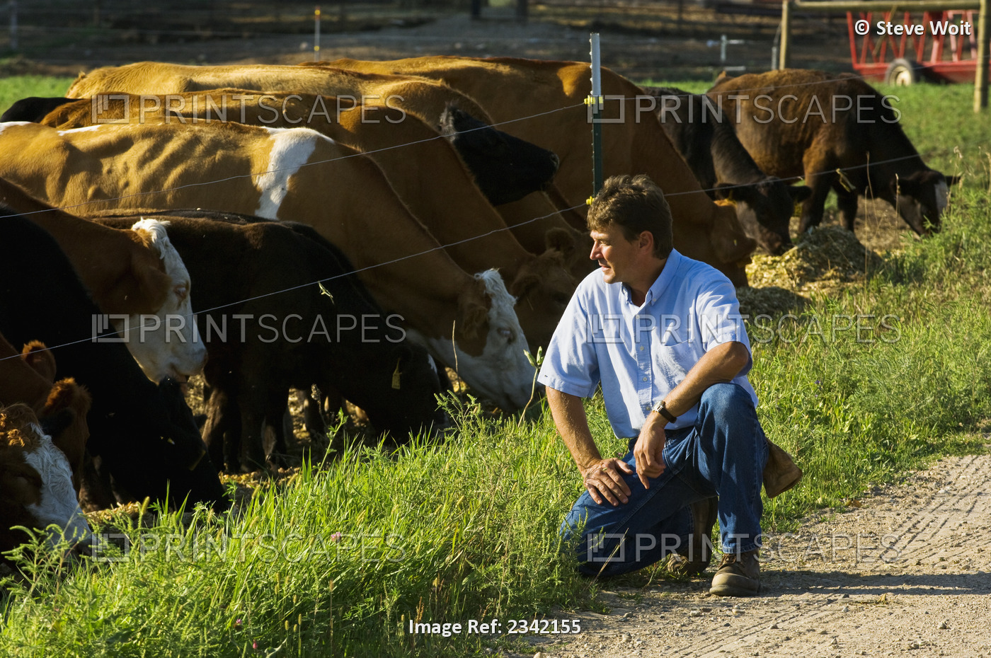 Livestock - A livestock producer kneels on a gravel farm road inspecting his ...