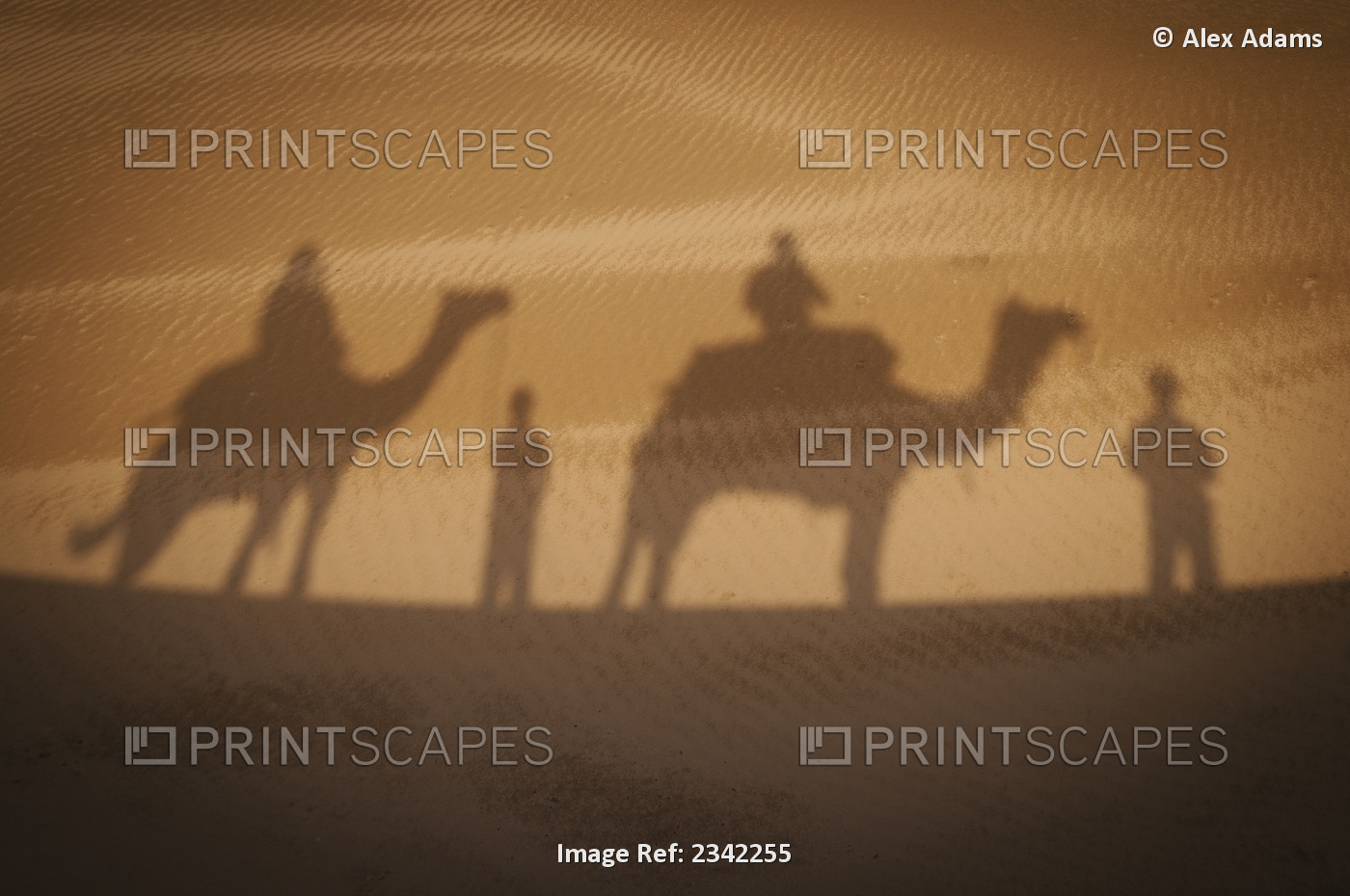 Shadow of camels with riders on the sand;India