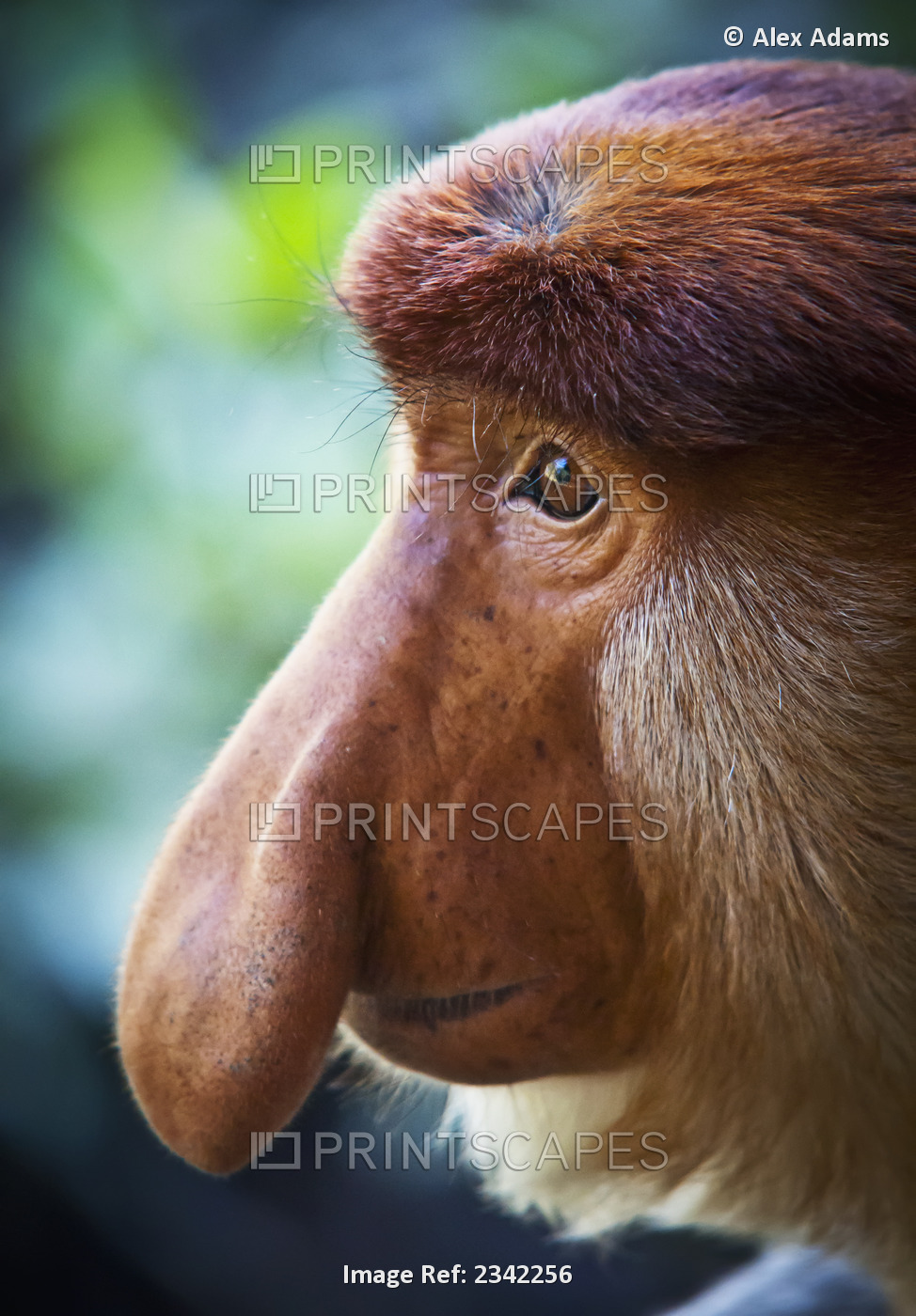 Proboscis monkey (nasalis larvatus);Borneo