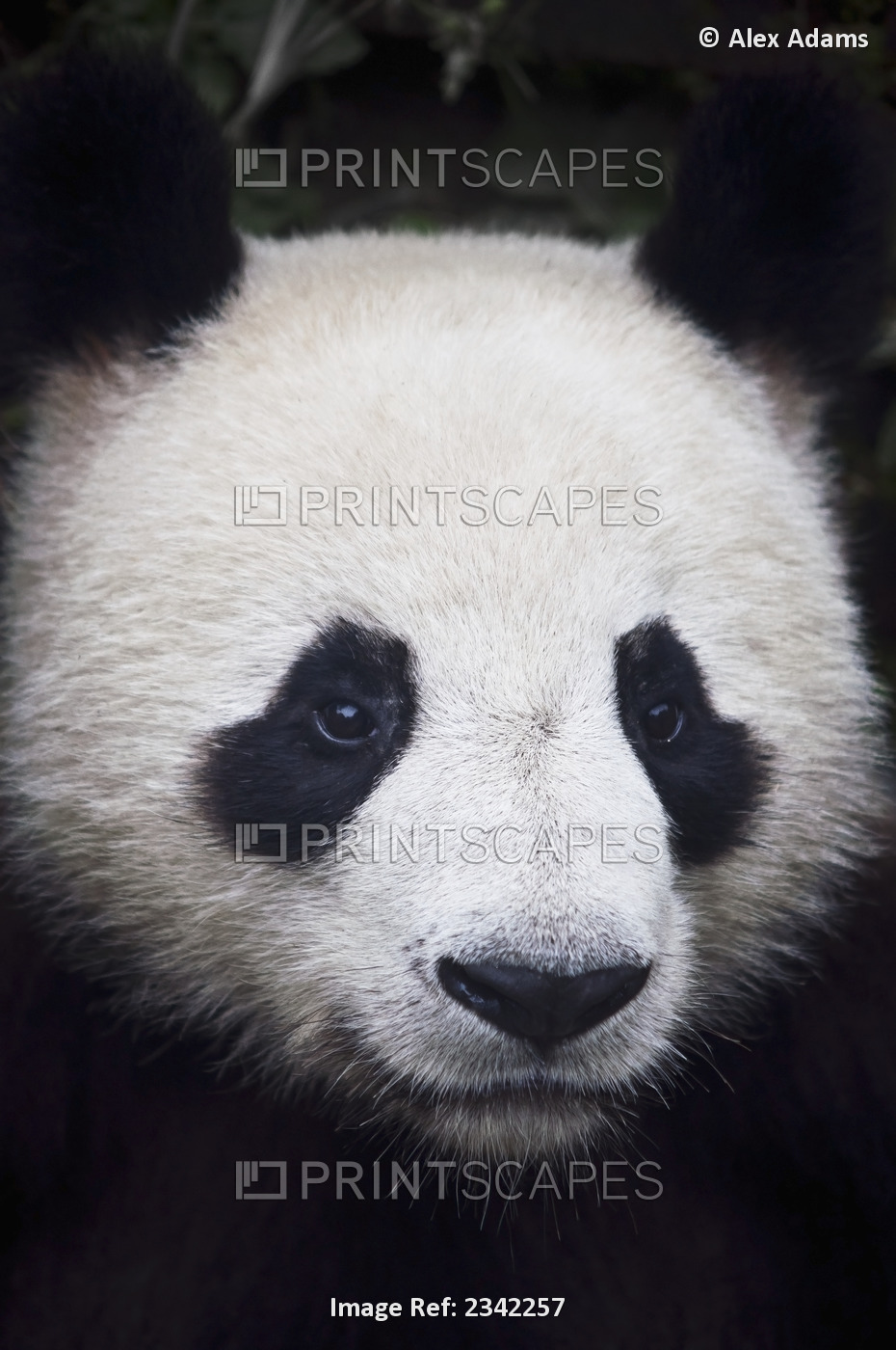 Portrait of panda (ailuropoda melanoleuca);China