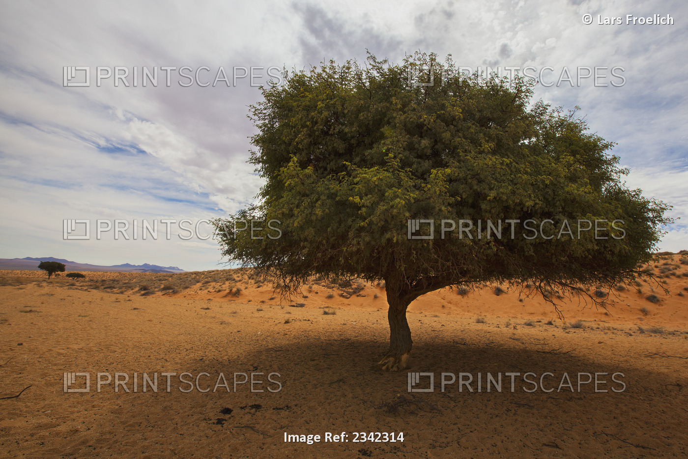 Tree In Desert; Namibia