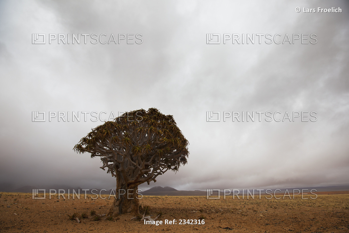 Lonely Quiver Tree In Cloudy Desert; Namibia