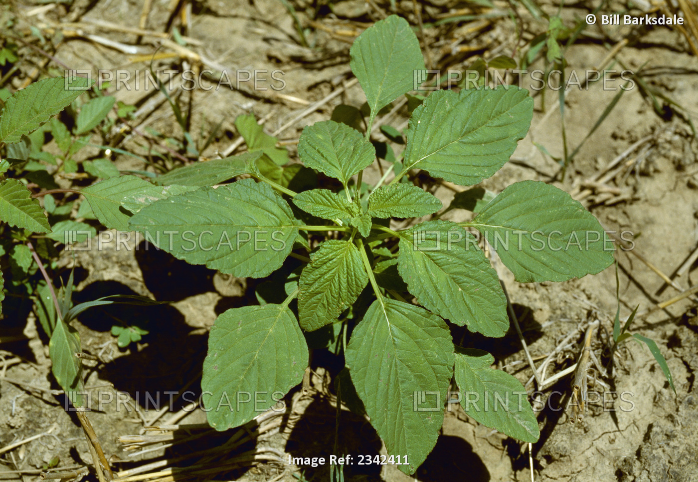 Agriculture - Weeds, Immature Redroot Pigweed (Amaranthus retroflexus) plant / ...