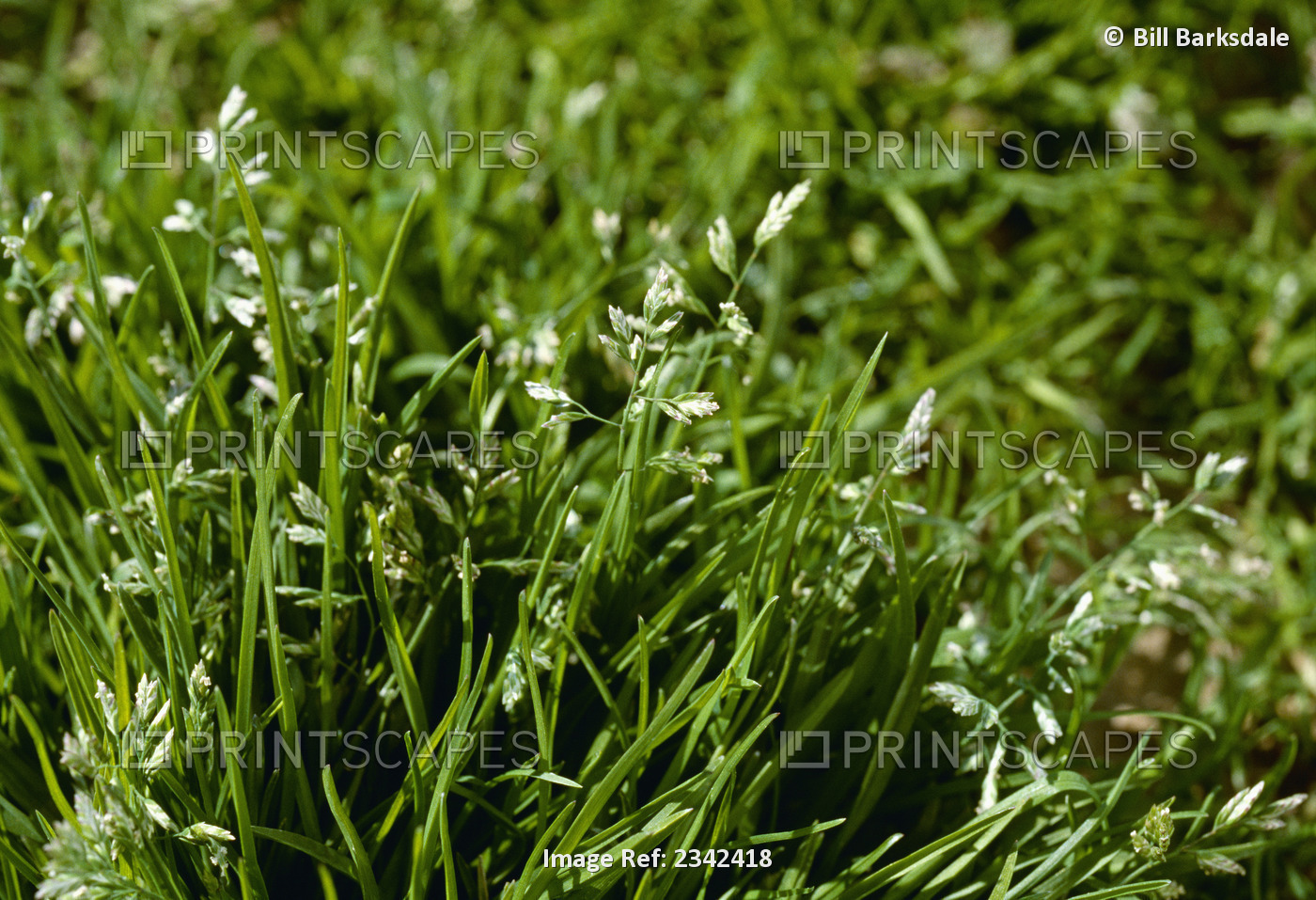 Agriculture - Weeds, Annual bluegrass (Poa annua). Must be burned down with ...